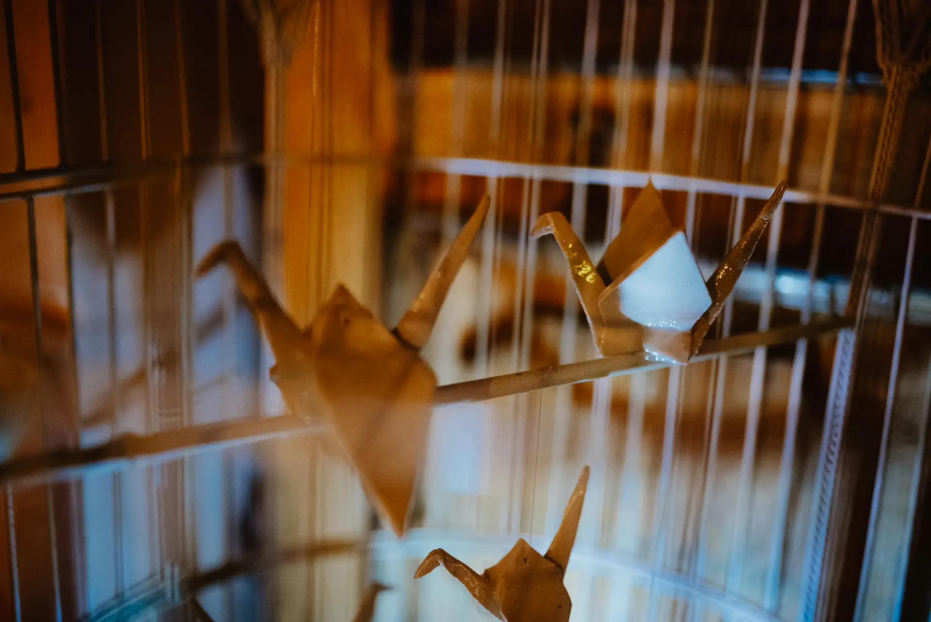 fot._Katarzyna_Anna_Kubiak_(1) Instalacja podczas Nocy Kultury. To złote łabędzie z papieru.